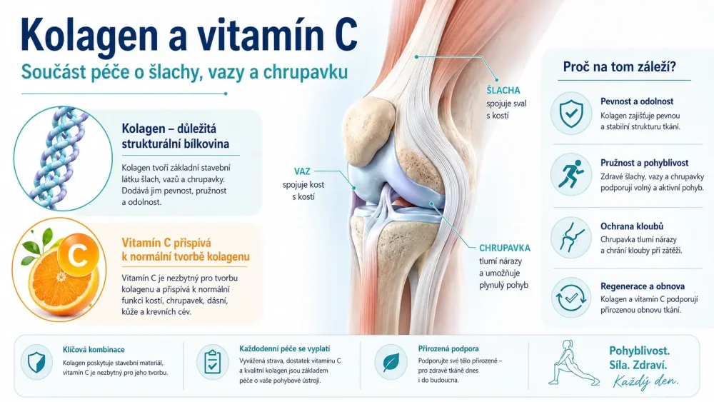 Infografika ukazující roli kolagenu a vitamínu C v péči o šlachy, vazy, chrupavku a celkovou podporu pohybového aparátu.