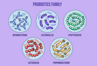 Bacillus Coagulans MTCC 5856: Probiotika s výjimečnými vlastnostmi pro zdraví trávicího systému
