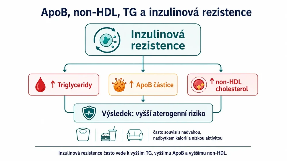 Souvislost ApoB, non-HDL cholesterolu, triglyceridů a inzulinové rezistence