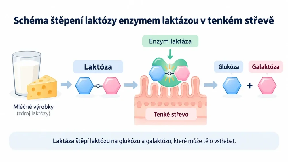 Schéma štěpení laktózy enzymem laktázou v tenkém střevě