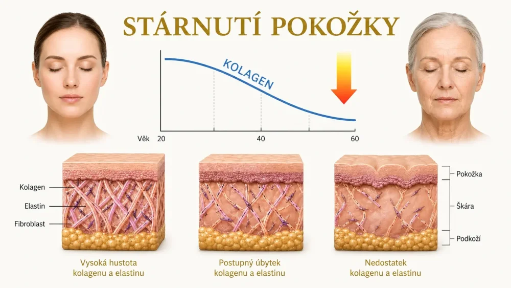 Ilustrace stárnutí pokožky, úbytku kolagenu a elastinu v jednotlivých vrstvách kůže